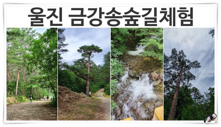  울진가볼만한곳 금강송 숲길 체험