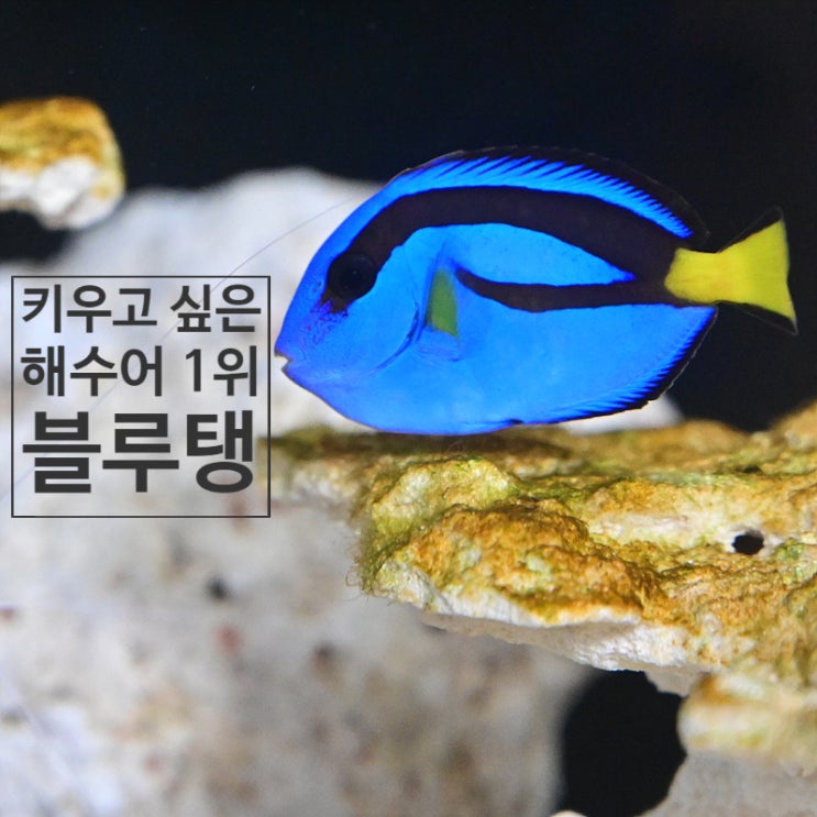  블루탱 키우고 싶은 해수어 1위