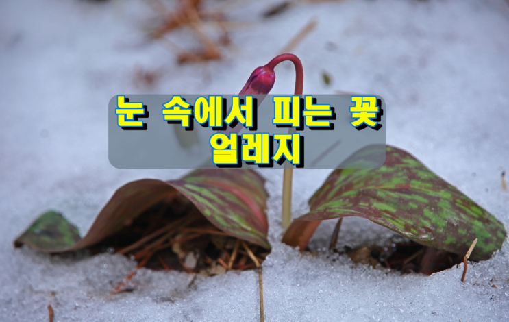 눈속에서 피는 꽃, 얼레지 눈속에서 피는 꽃, 얼레지