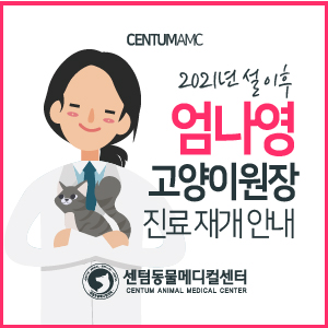  2021년 설 이후 엄나영 고양이원장 진료 재개 안내 (부산 고양이 동물병원 센텀동물메디컬센터)