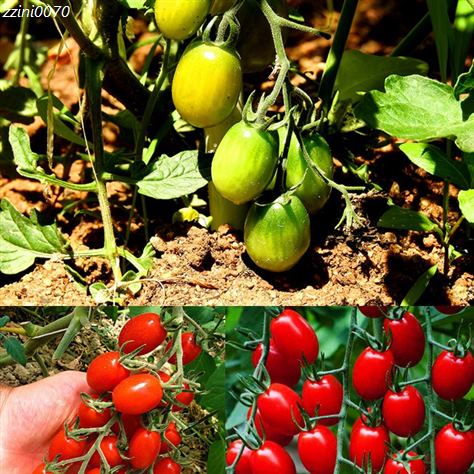[할인정보] 달콤한 고당도 샤인토마토 스테비아 달콤한 토마토 토망고 1kg/2kg 18,900 원 