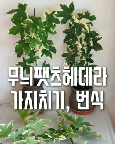  무늬팻츠헤데라 가지치기, 물꽂이