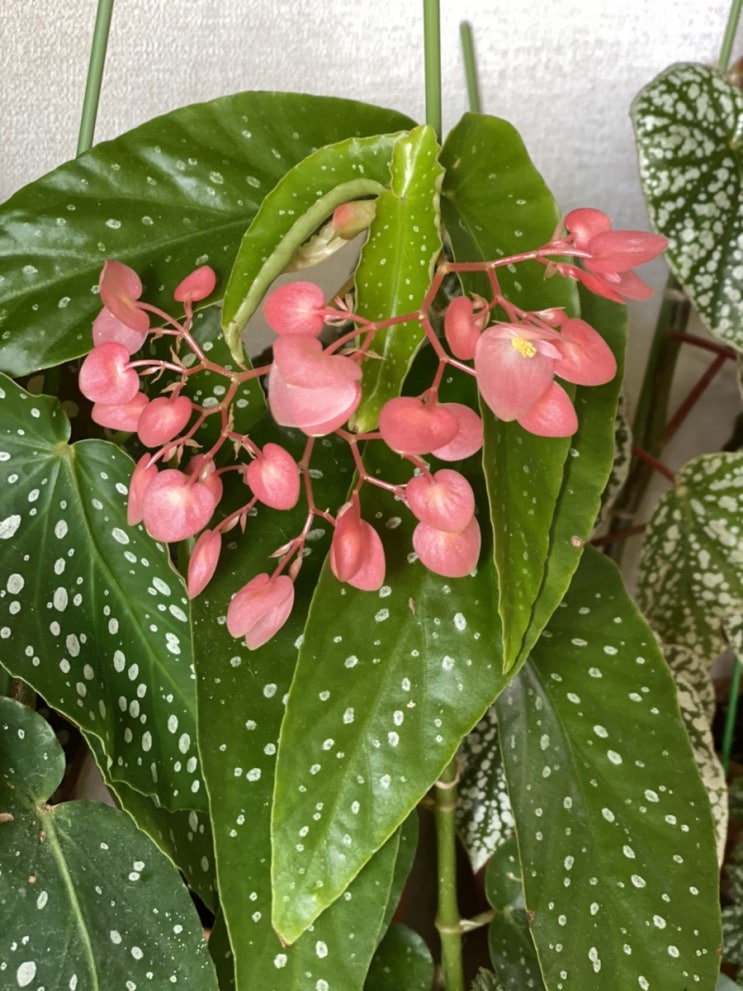  타마야의 하트 꽃송이 샹들리에