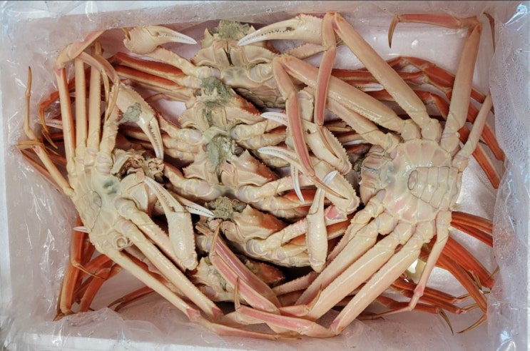  축산항 영덕대게 맛집 동길수산