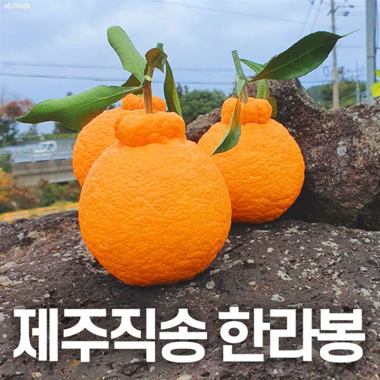  [특가상품] 제주 한라봉 설 선물 세트 가정용 선물용 3kg 5kg 10kg 서귀포 명절 과일 선물세트 제주도 34,900 원 