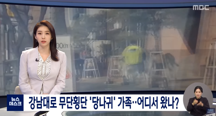  강남 한복판에 당나귀가?!