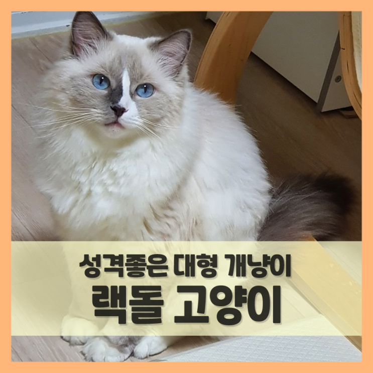  랙돌 특징은 성격 좋은 대형묘? (f. 렉돌 유전병)