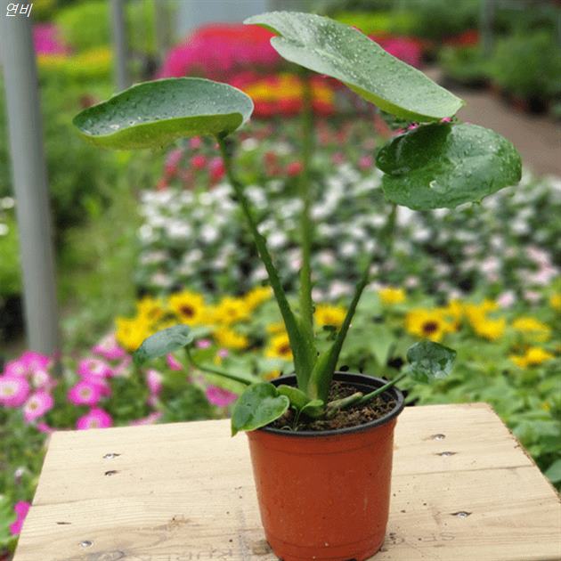 [할인상품] 장미농원 키우기 쉬운 공기정화식물 모음 4,200 원 