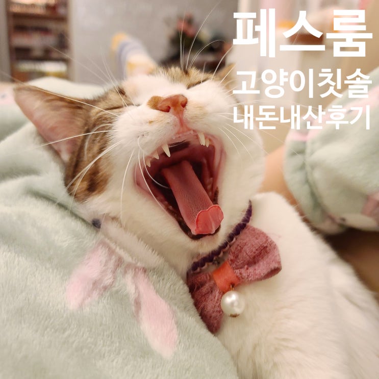  [내돈내산] 페스룸 칫솔. 덴탈클린칫솔. 고양이 칫솔. 고양이 양치하기. 반려동물칫솔. 반려동물 양치. 리얼후기