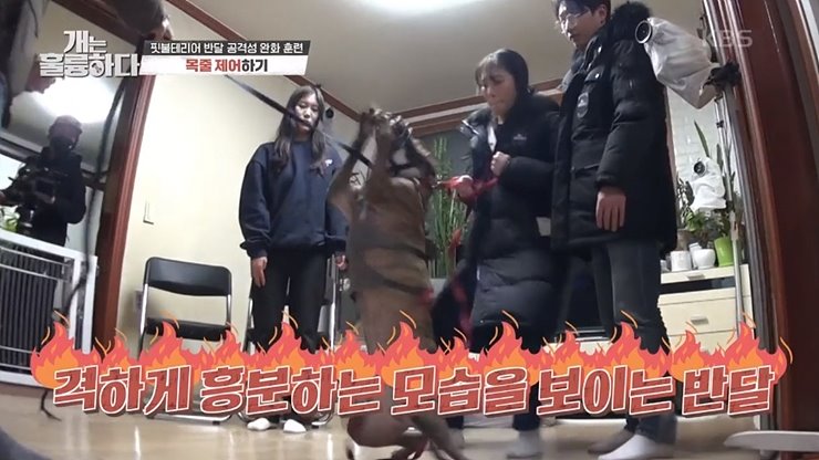 개는 훌륭하다 핏불테리어 반달이 강형욱 훈련소 개훌륭 66회 재방송
