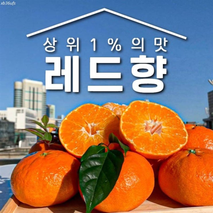  [할인추천] 제주 고급 레드향 프리미엄 로얄과 3kg 5kg 과일 설 명절 선물세트 42,800 원 
