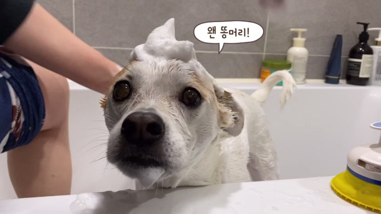  목욕을 제법 잘?하는 강아지 새리