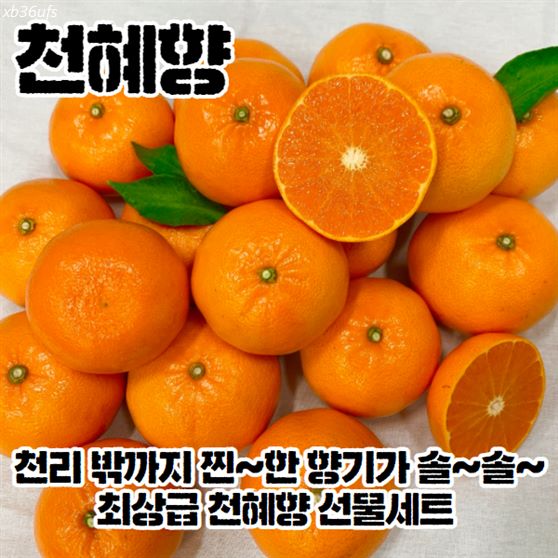  [추천특가] 제주 새콤달콤 천혜향 레드향 3kg 가정용 선물세트 32,900 원~! 18% 할인