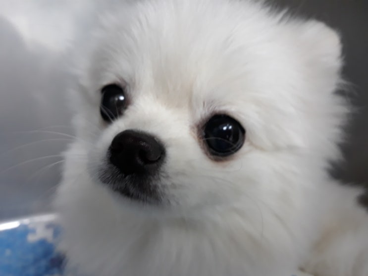 송파구 라온펫동물병원 모찌의 강아지 슬개골 탈구 수술