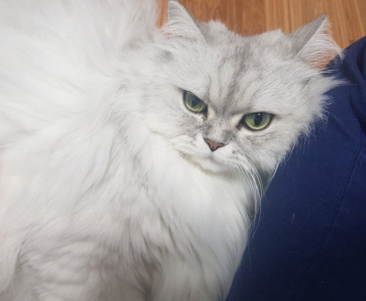  고양이 심장병 어떤 병인가?