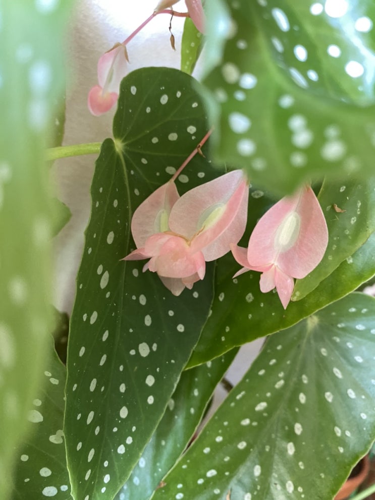  타마야 암꽃