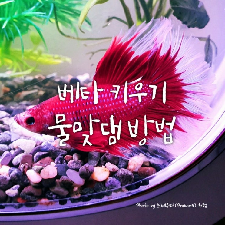 베타 키우기 물맞댐 방법(feat. 화이트레드 버터플라이 하프문베타) 베타 키우기 물맞댐 방법(feat. 화이트레드 버터플라이 하프문베타)