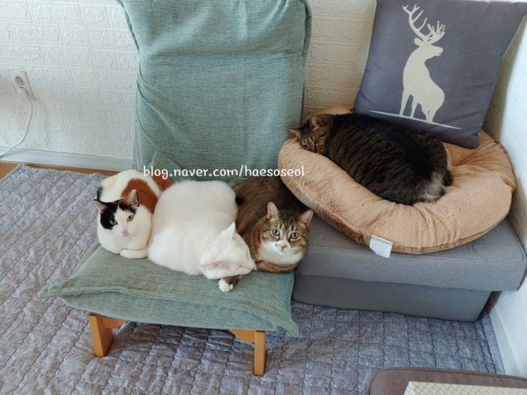  해소슬네 고양이 사남매 완전체 완성