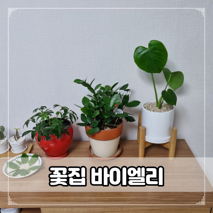 의정부 꽃집바이엘리-공기정화 반려식물 몬스테라(나를 위한 선물)