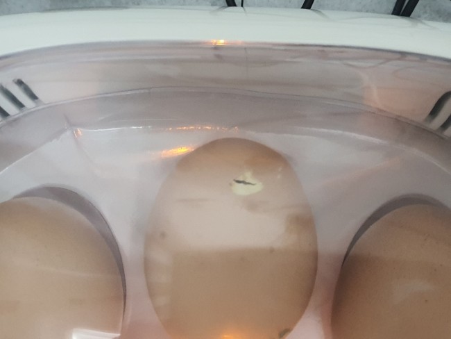  계란부화기 병아리부화기 이제 2일 남았습니다. 
