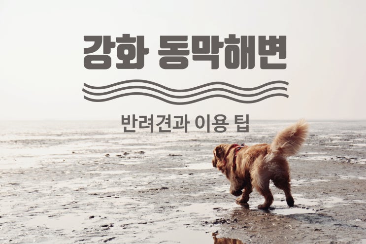 강화도 동막해변 이용 팁(대형견)