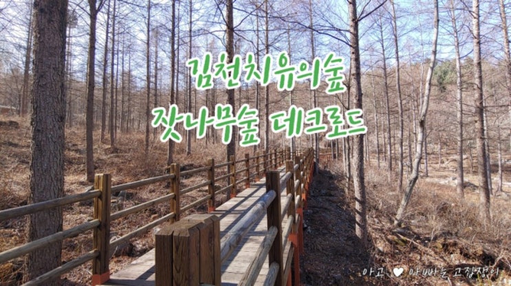 김천치유의숲 재방문 후기, 잣나무 힐링숲