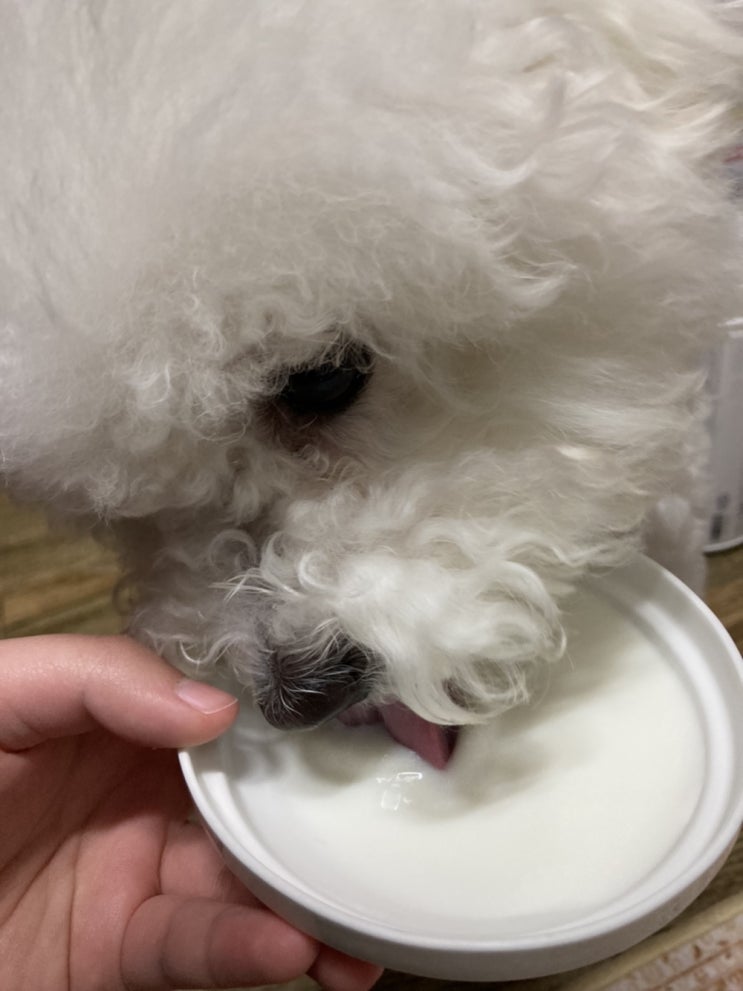 강아지가 먹을 수 있는 우유:락토프리
