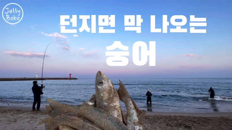  겨울회 숭어 동해바다 낚시