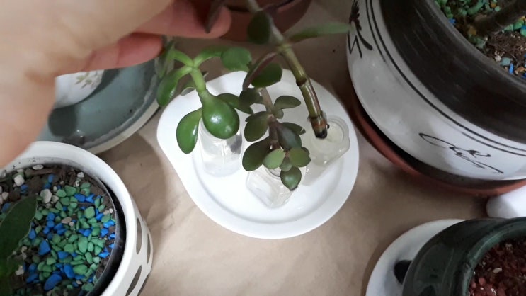  염좌키우기, 다육이 삽목하기