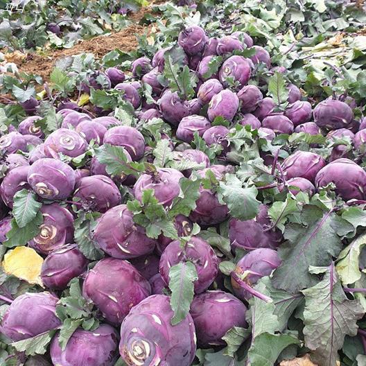 [할인정보] 띠앗농장 직접재배한 당일수확 제주콜라비 15,900 원 11% 할인︎