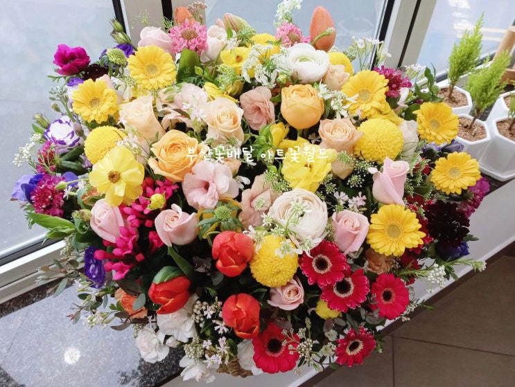  [부산꽃배달/아트꽃월드] 15년 동안 주문해오신 단골 고객님의 초대형 와이프 생일 꽃바구니. 아내 생일 꽃바구니 및 결혼기념일 꽃바구니예요! 부산꽃집 사상꽃집 감전꽃집 부산꽃바구니