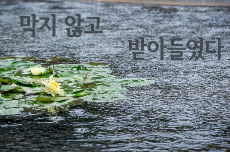  막지 않고 받아들였다.
