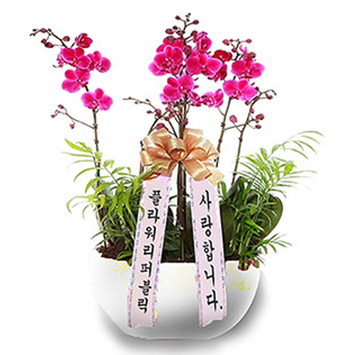 많이 팔린 플라워리퍼블릭 개업화분 개업식 공기정화식물 관엽식물 전국꽃배달, 만천홍, 1개 추천합니다 많이 팔린 플라워리퍼블릭 개업화분 개업식 공기정화식물 관엽식물 전국꽃배달, 만천홍, 1개 추천합니다