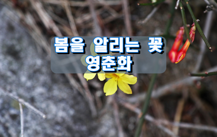 봄을 알리는 꽃, 영춘화 봄을 알리는 꽃, 영춘화