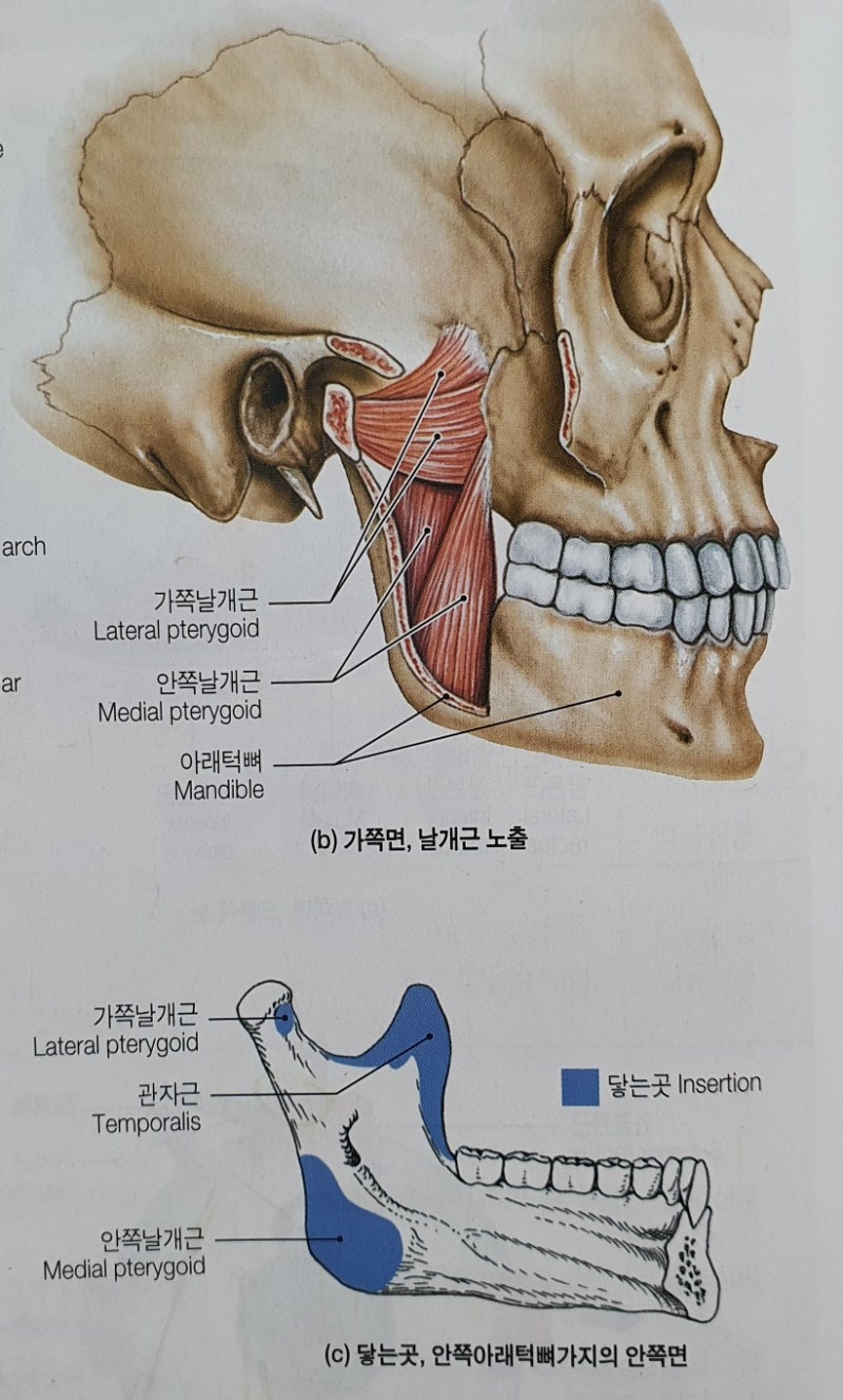 Chapter 4-5] 몸통뼈대근육 - 씹기근, 혀근, 인두근 : 네이버 블로그, image size:800x1327