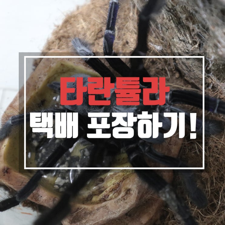  타란튤라 택배 포장 노하우 대방출