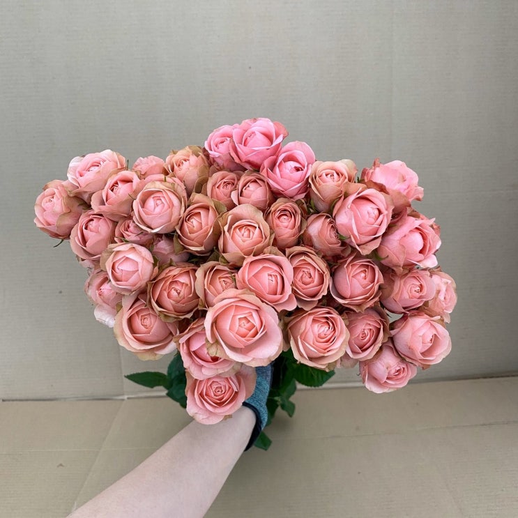 후기가 좋은 소원농장 농장직송 생화 꽃 장미, 자나 ··· 후기가 좋은 소원농장 농장직송 생화 꽃 장미, 자나 ···