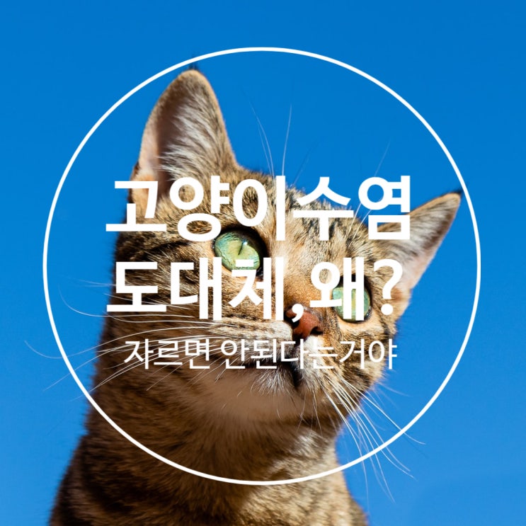  고양이 수염 도대체 왜 자르면 안돼?