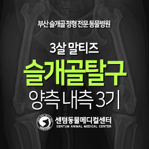 [슬개골 탈구 수술 증례] 3살 / 말티즈 / 양측 내측 3기 (부산 강아지 다리 교정 전문 동물병원, 센텀동물메디컬센터)