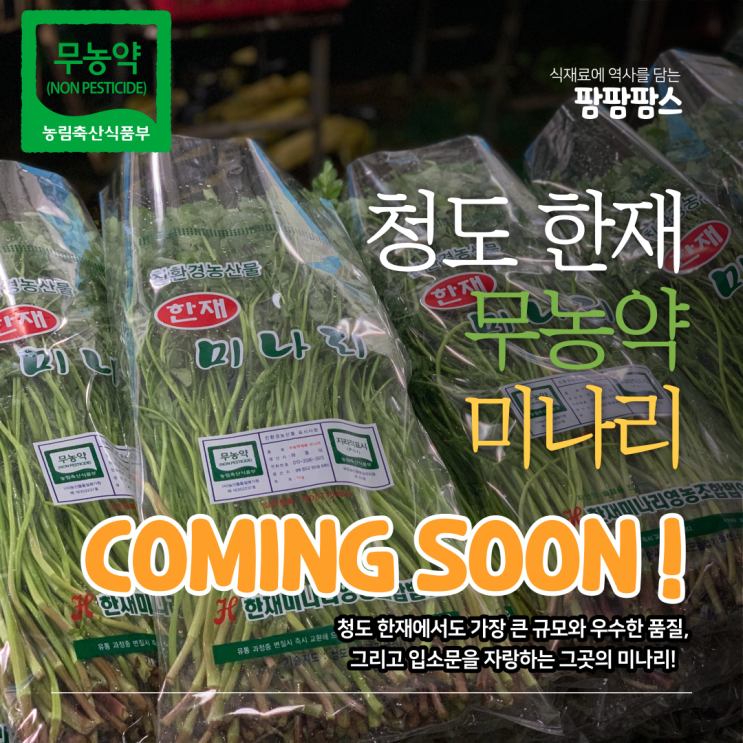 청도 한재미나리 농장 방문기 (청도 초현농장)