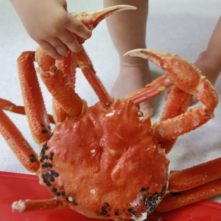 구매평 좋은 핸디라이프 냉동대게 스노우크랩 킹크랩 3kg 4kg 5kg, 1box, 스노우크랩 4kg 5~6미내외 좋아요 구매평 좋은 핸디라이프 냉동대게 스노우크랩 킹크랩 3kg 4kg 5kg, 1box, 스노우크랩 4kg 5~6미내외 좋아요