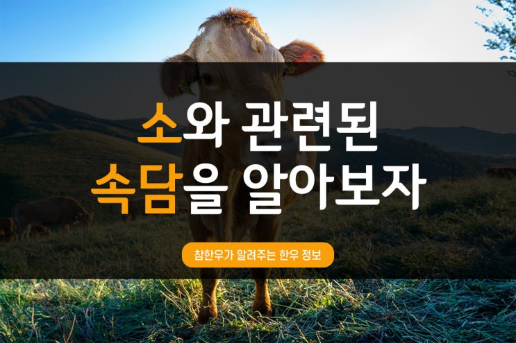  전통참한우가 알려주는 한우정보_소와 관련된 속담을 알아보자