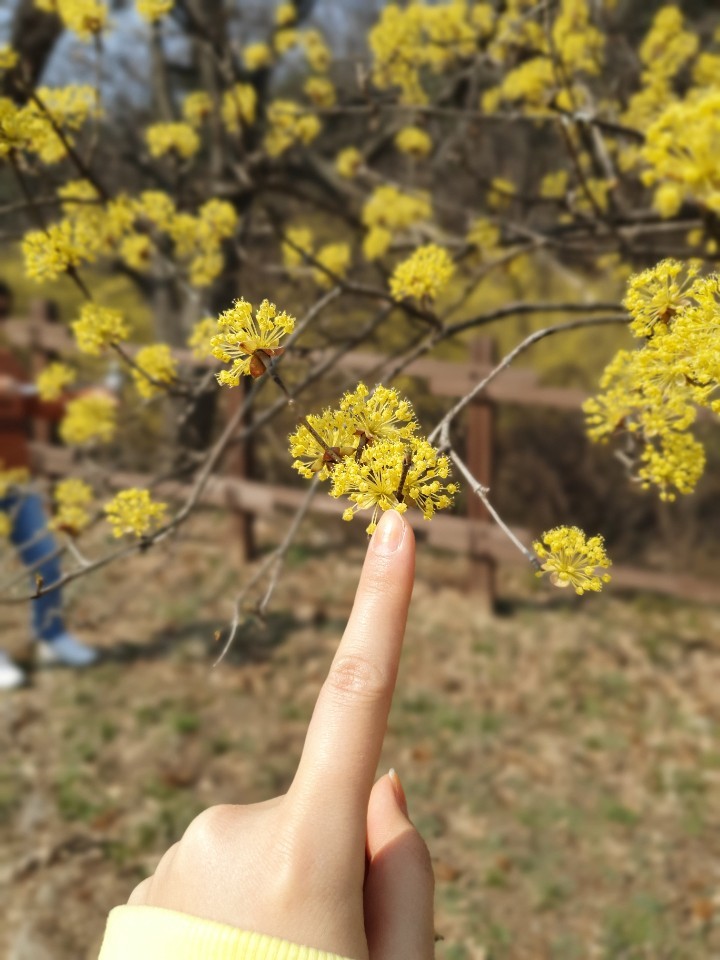  이천산수유마을