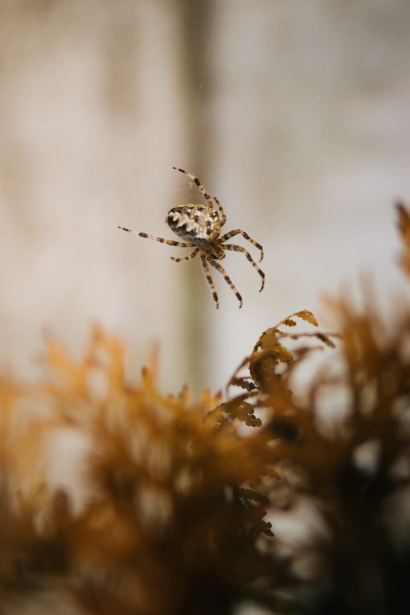 거미 나오는 꿈 해몽 풀이 모음 : 네이버 블로그