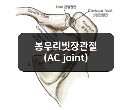 봉우리빗장관절(AcromioClavicular, AC joint)의 일반적인 특징!!