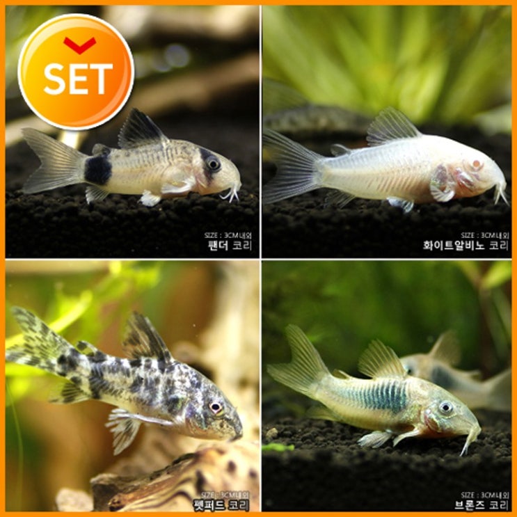잘나가는 청소물고기) 코리4종 1마리씩 (키우기쉬운물고기 초보자용관상어) 추천합니다 잘나가는 청소물고기) 코리4종 1마리씩 (키우기쉬운물고기 초보자용관상어) 추천합니다