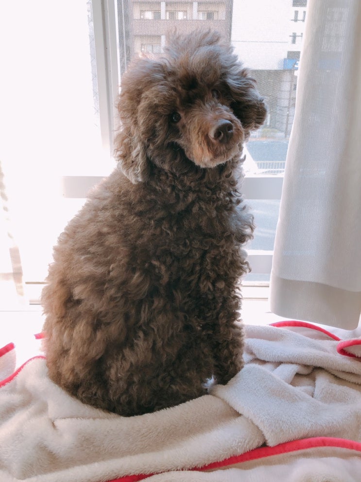  일본반려견 문화/일본 애완견문화/강아지 보험/펫보험/강아지 혈통서/펫시터 요금/토이푸들 건강검진