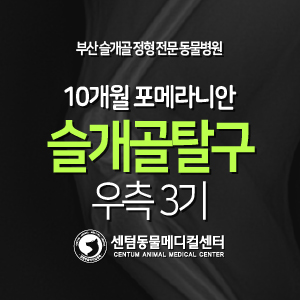  [슬개골 탈구 수술 증례] 10개월령 / 포메라니안 / 우측 3기 (부산 강아지 슬개골 전문 동물병원, 센텀동물메디컬센터, patellar luxation)
