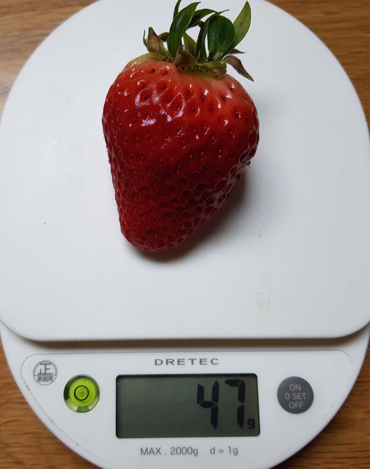 딸기향이 풍성한 코스트코 딸기 1kg 구입 후기 - 가격은?