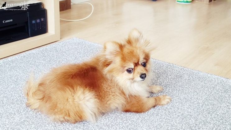  [소소한 일상] 개명신청하고 왔어요~